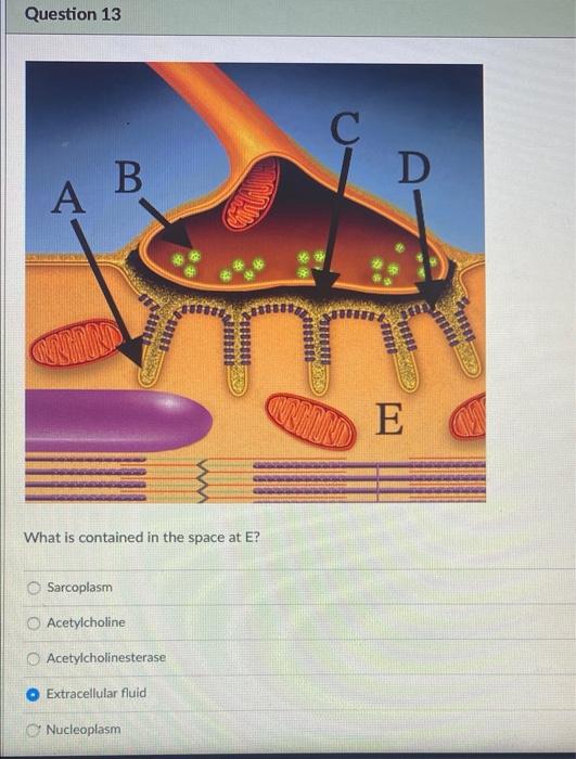 solved-question-13-d-b-quantidad-onthound-e-what-is-chegg