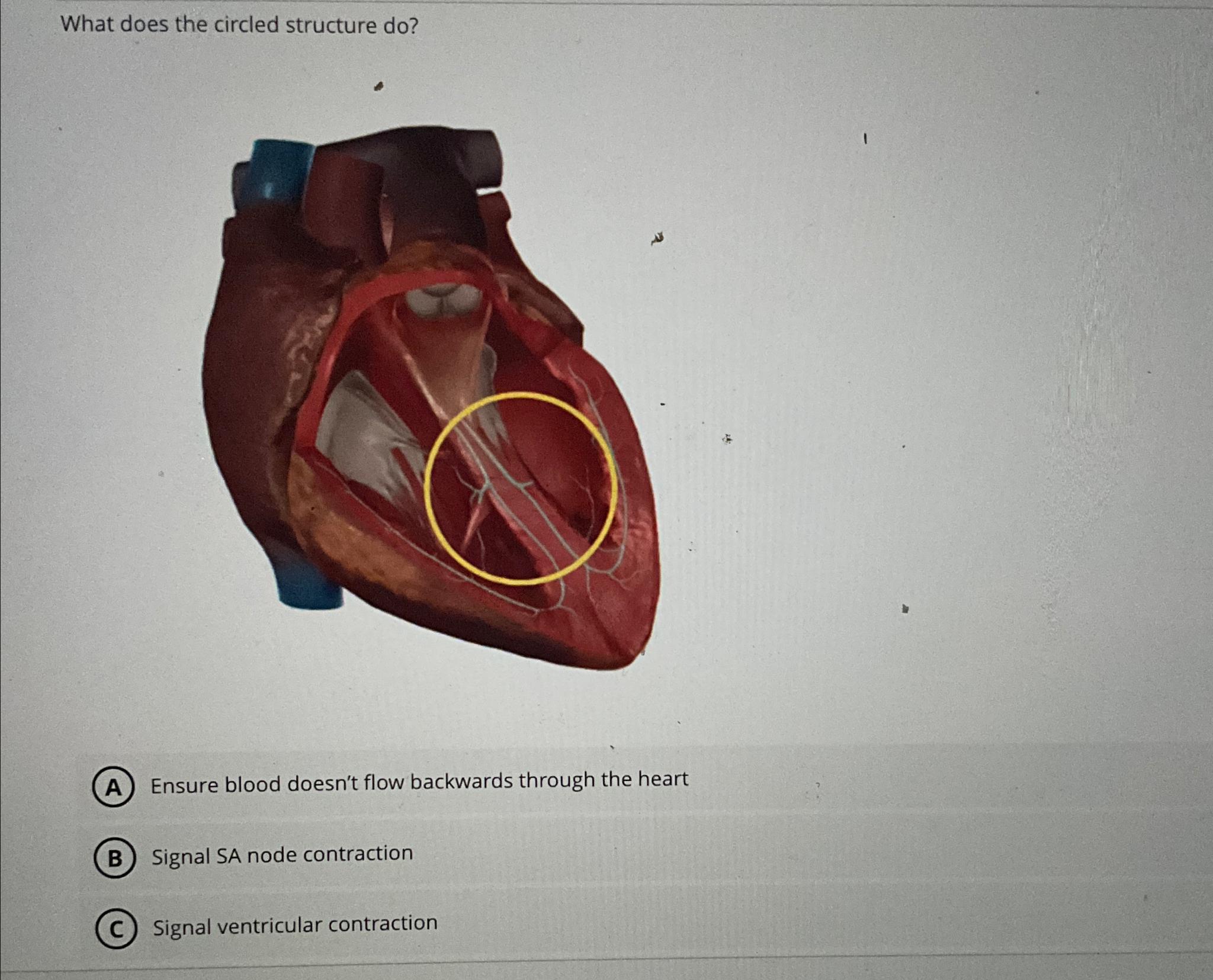Solved What does the circled structure do?Ensure blood