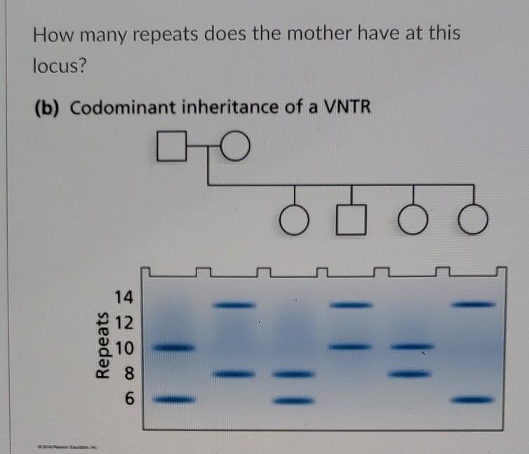 Solved CODIS analysis using STR markers can be used to | Chegg.com