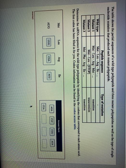 Solved The table shows the partial sequences of a wild type | Chegg.com