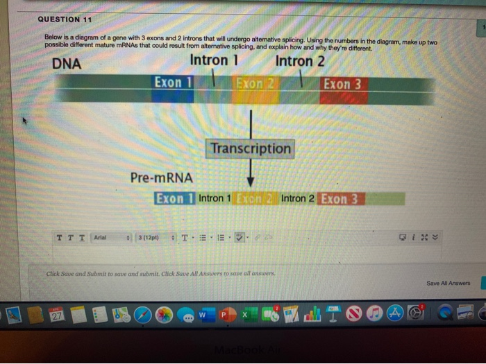 Solved QUESTION 11 Below is a diagram of a gene with 3 exons | Chegg.com