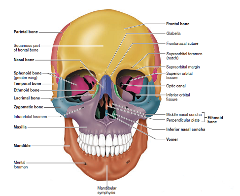 Solved: Look at Figure Which of the skull bones illustrated in