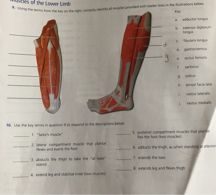 Solved Muscles of the Lower Limb 9. Using the terms from the | Chegg.com