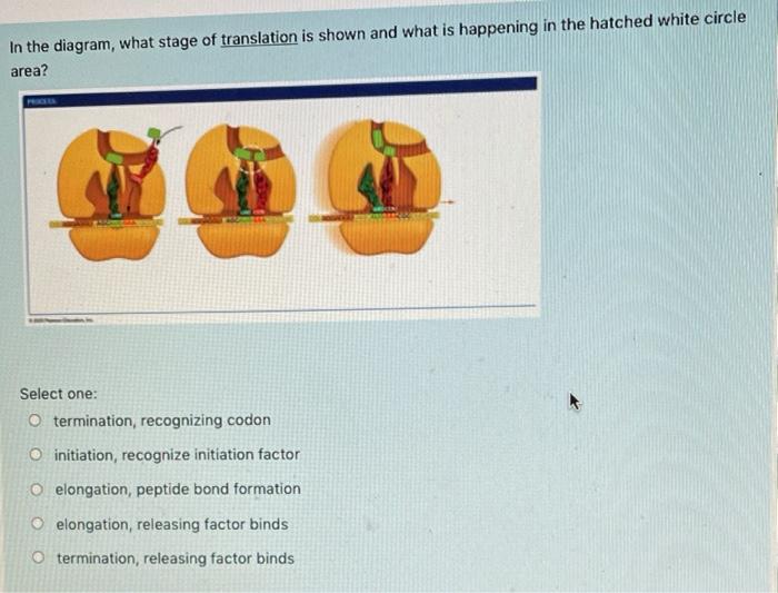 Solved In the diagram, what stage of translation is shown | Chegg.com