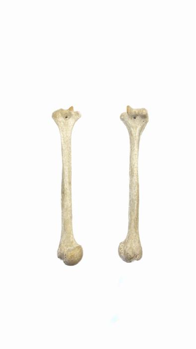 Solved what bone is this and can you label the different | Chegg.com