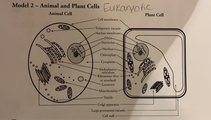 prokaryotic plant cell