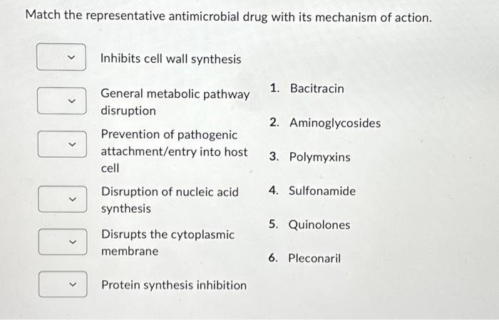 Solved Match the representative antimicrobial drug with its | Chegg.com