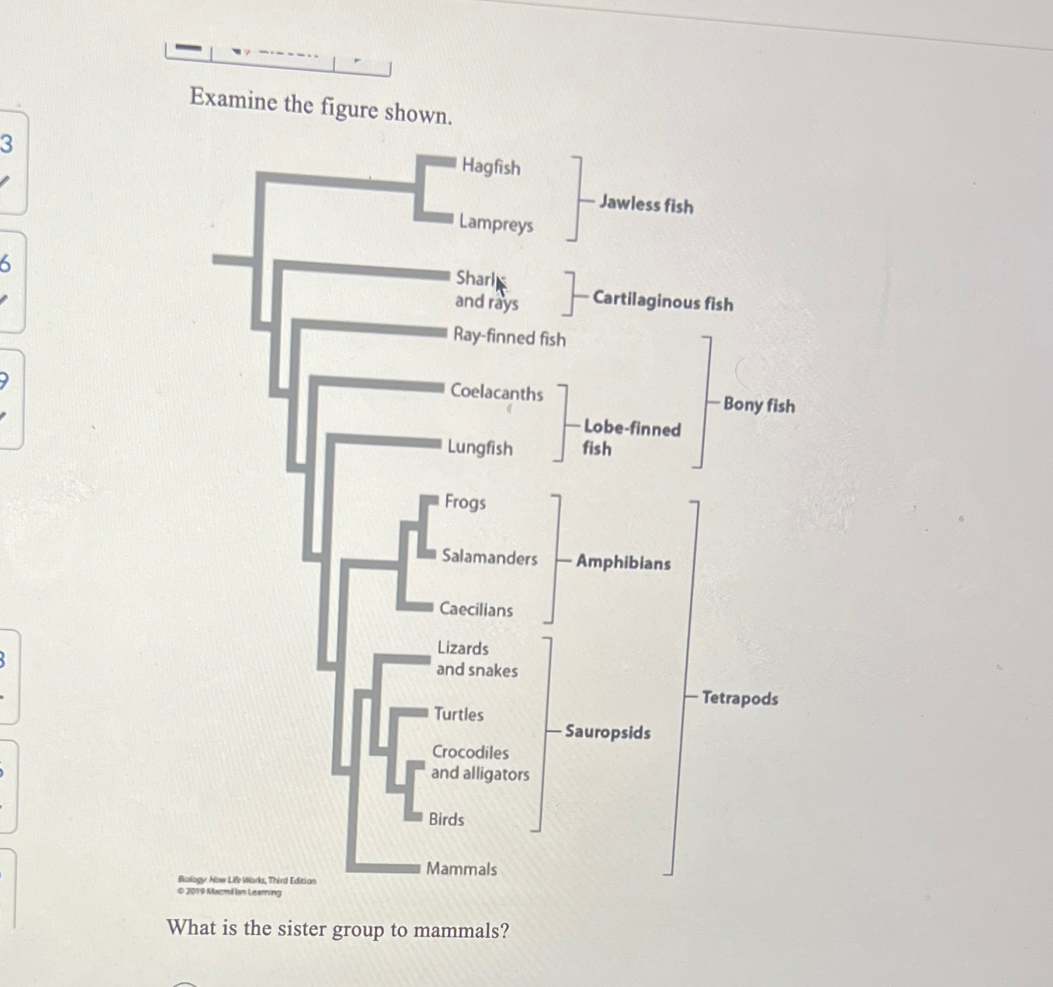 Solved Examine the figure shown.What is the sister group to | Chegg.com