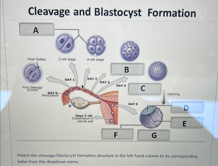Solved Cleavage and Blastocyst Formation Match the