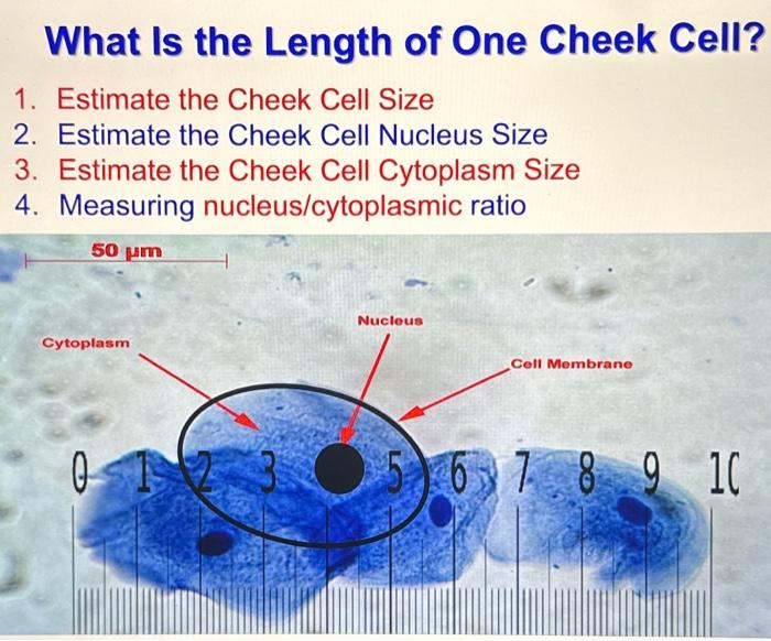 solved-what-is-the-length-of-one-cheek-cell-1-estimate-the-chegg