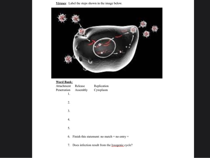 Solved Viruses: Label The Steps Shown In The Image Below. | Chegg.com