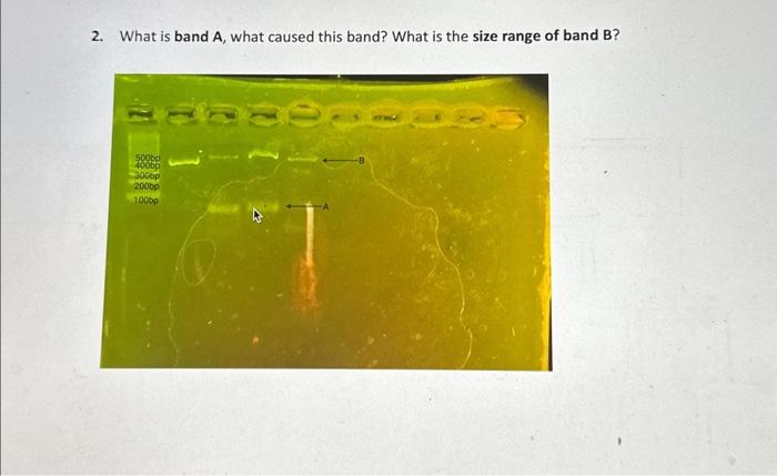 Solved 2. What Is Band A, What Caused This Band? What Is The | Chegg.com