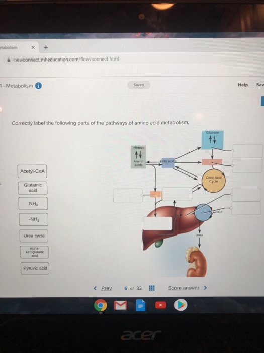 Solved: Correctly Label The Following Parts Of The Pathway... | Chegg.com