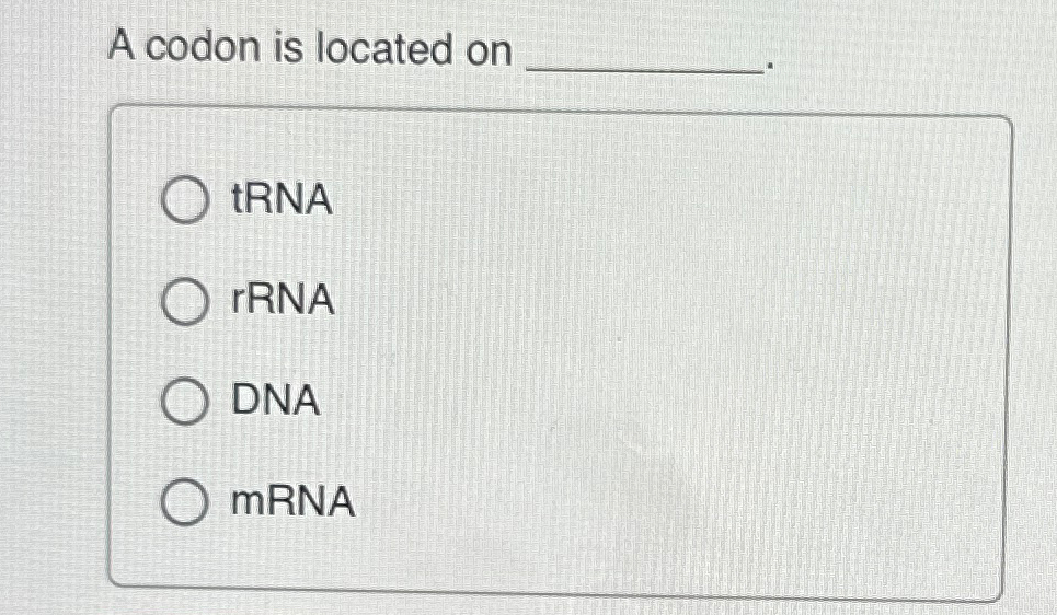 Solved A codon is located ontRNArRNADNAmRNA | Chegg.com