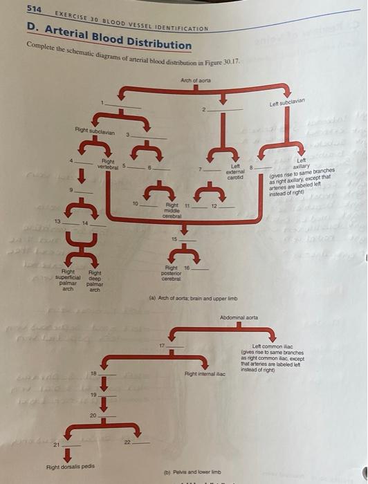 question-exercise-30-blood-vessel-identification-complete-the-schematic-diagrams-of-arterial