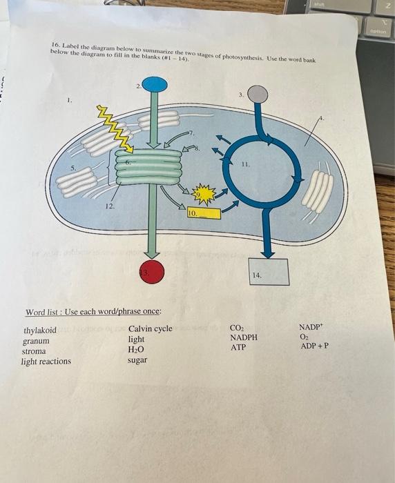Solved 16. Label the diagram below to summarize the two | Chegg.com