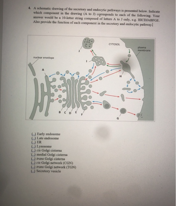 Solved 4. A schematic drawing of the secretory and endocytic | Chegg.com