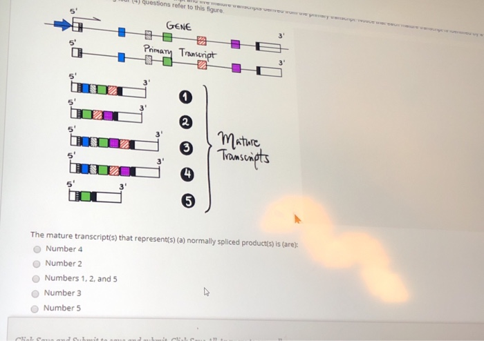Solved Questions refer to this figure GENE Primary | Chegg.com
