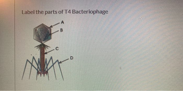 Solved Label the parts of T4 Bacteriophage A B С | Chegg.com