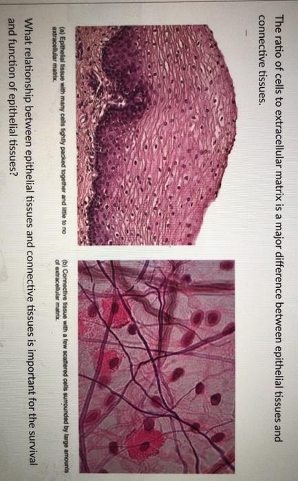 extracellular matrix connective tissue