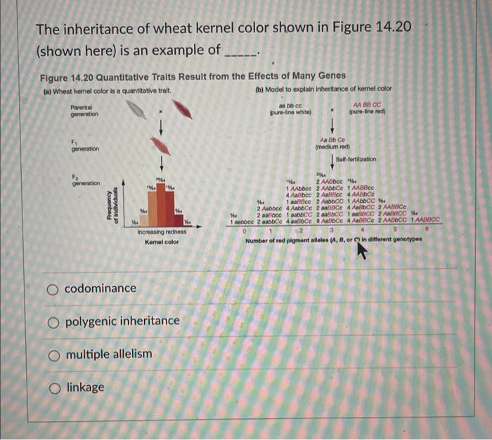 Solved The Inheritance Of Wheat Kernel Color Shown In Figure 7777