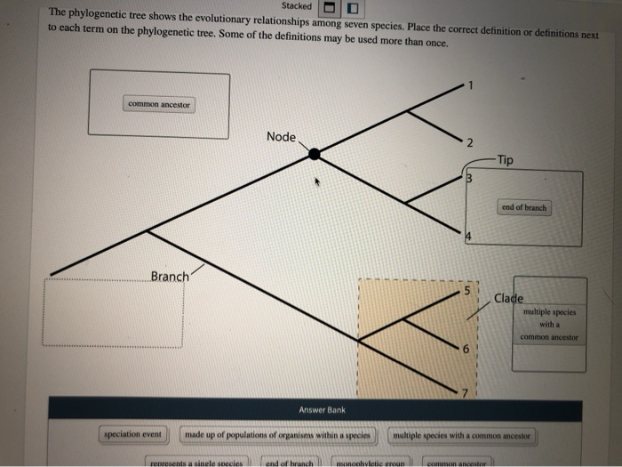 Solved Stacked The Phylogenetic Tree Shows The Evolutionary | Chegg.com