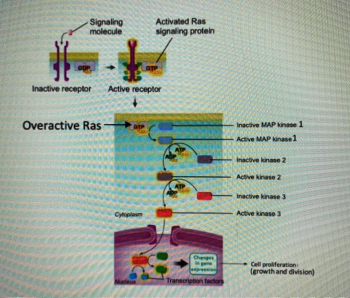 Solved Signaling molecule Activated Ras signaling protein 并 | Chegg.com