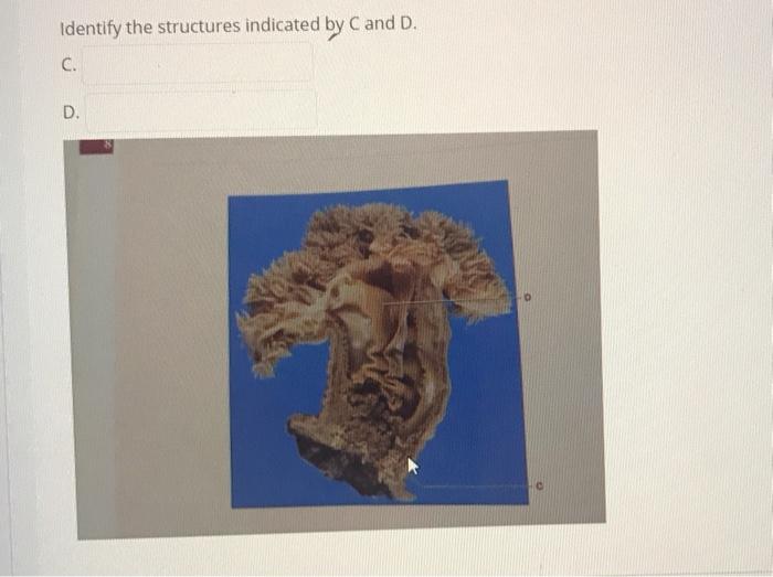 Solved Identify the structures indicated by C and D. C. D. | Chegg.com