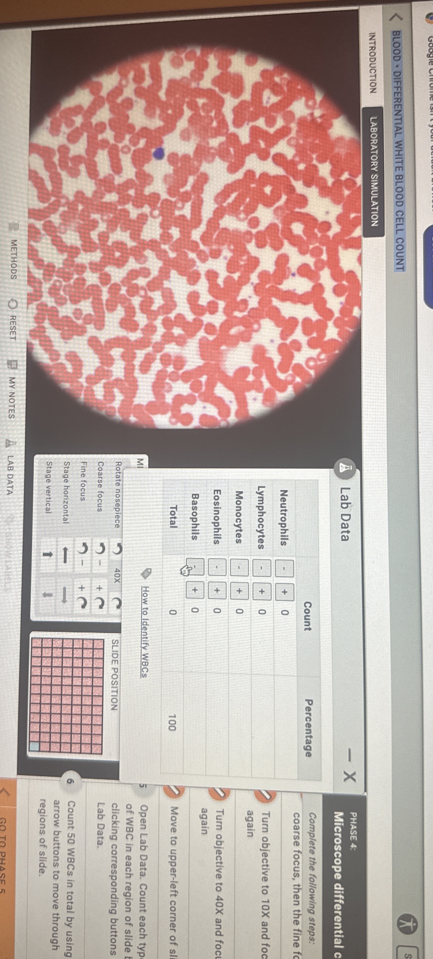 BLOOD ﻿DIFFERENTIAL WHITE BLOOD CELL
