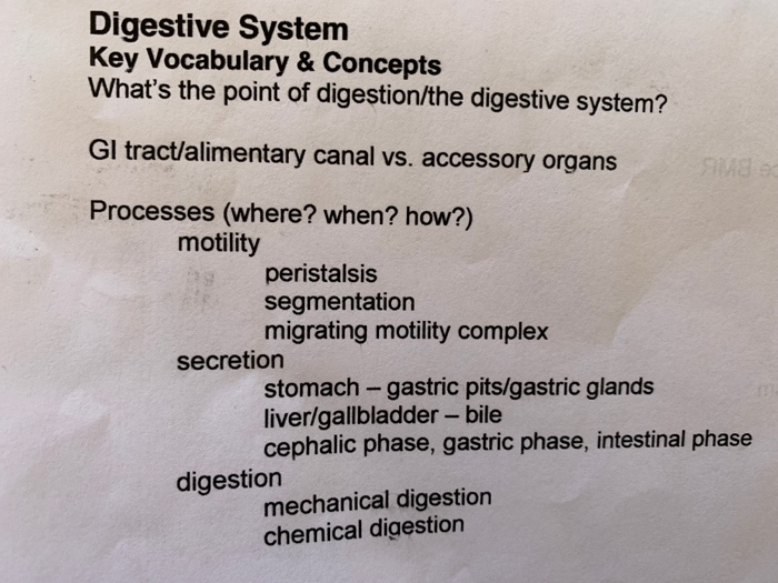 Solved Digestive System Key Vocabulary & Concepts What's the
