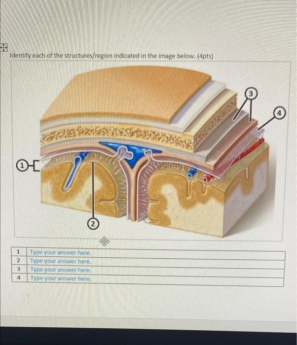 Solved Identify The Structures And Regions On The Image Chegg Com