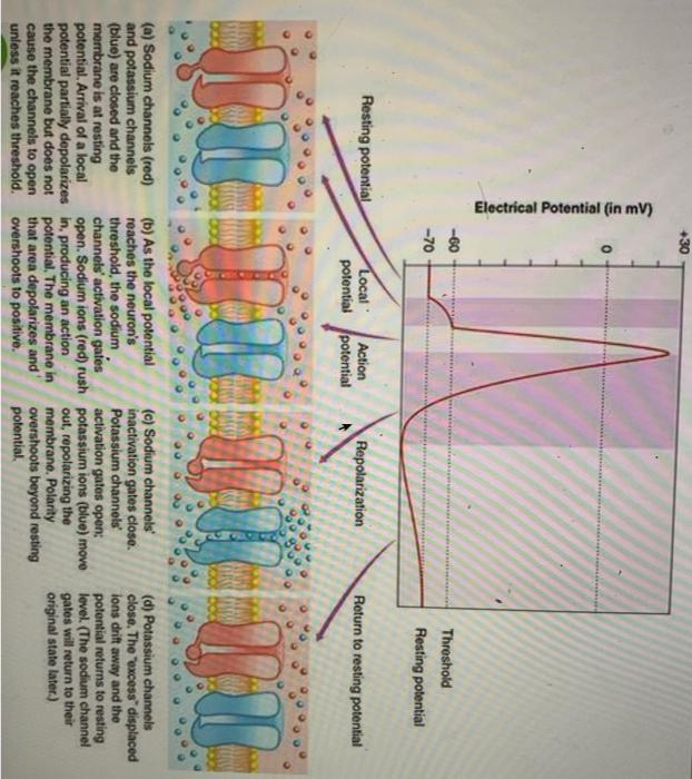 Solved Take a look at the diagrams below. Please describe | Chegg.com