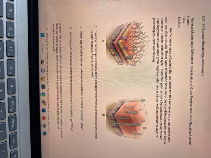 B10 175 General Microbiology Assessment
General Microbiology Differential Classification of Gram Positive and Gram Negative B