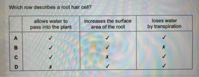 Solved Which row describes a root hair cell? allows water to | Chegg.com