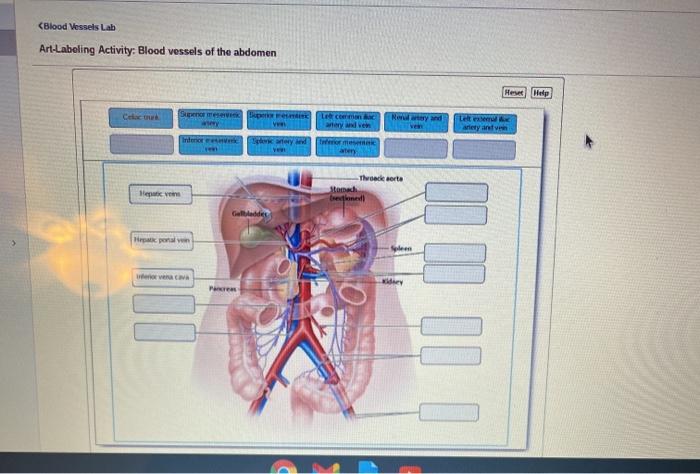Solved (Blood Vessels Lab Art-Labeling Activity: Blood | Chegg.com
