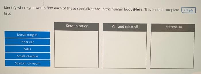 Identify where you would find each of these specializations in the human body (Note: This is not a complete 2.5 pts list) Ker