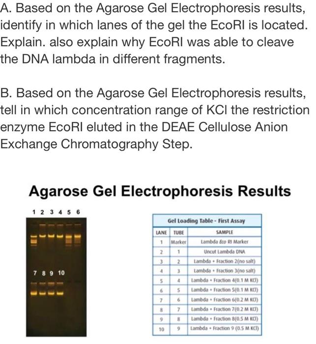 Solved A. Based on the Agarose Gel Electrophoresis results, | Chegg.com