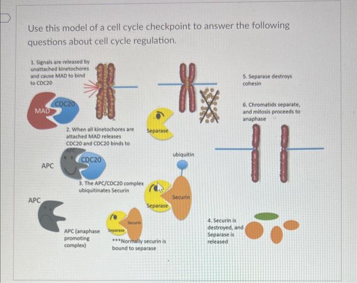 Solved Use this model of a cell cycle checkpoint to answer | Chegg.com