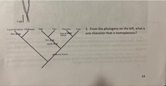 5. From the phylogeny on the left, what is one character that is homoplasious?