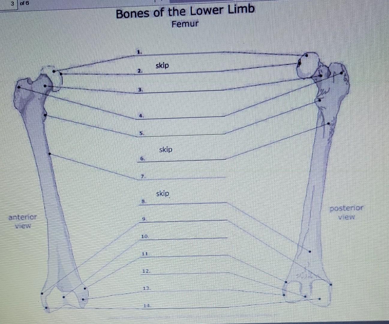 Bones of the Lower Limb