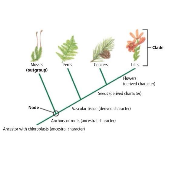 Solved Which group on the cladogram has more ancestral | Chegg.com