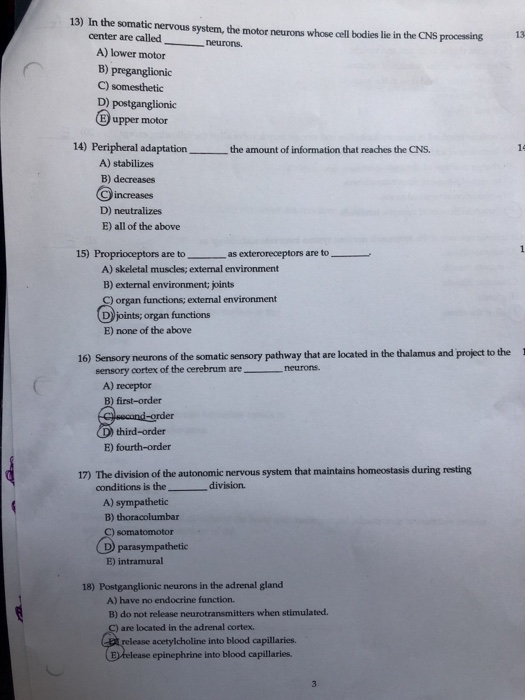 Solved 13) In the somatic nervous system, the motor neurons | Chegg.com