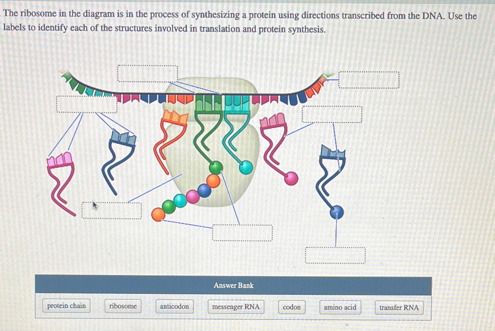 Solved The ribosome in the diagram is in the process of | Chegg.com