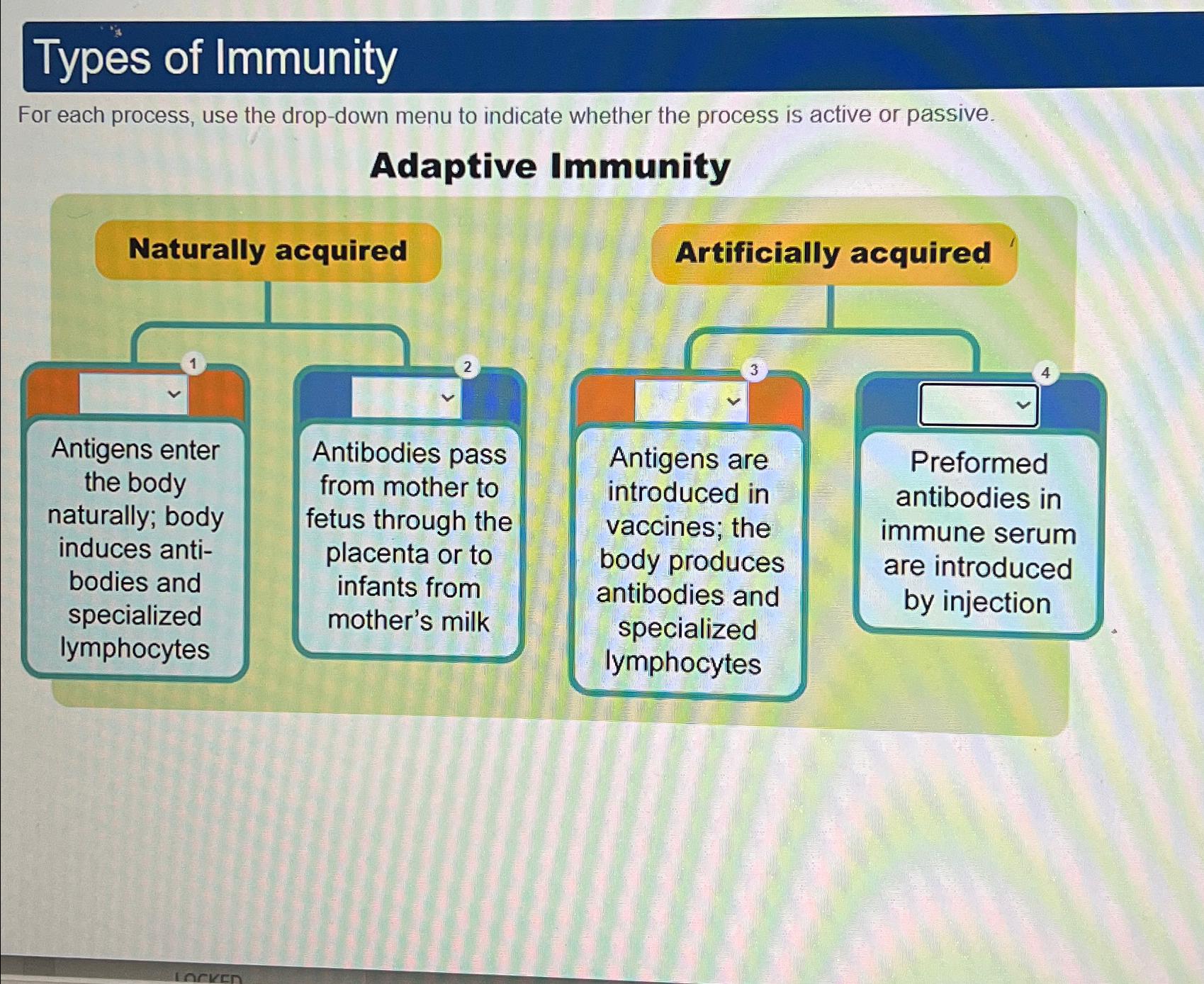 Solved Types of ImmunityFor each process, use the drop-down | Chegg.com