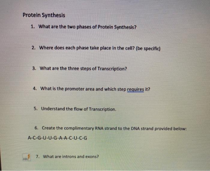 Solved Protein Synthesis 1. What are the two phases of | Chegg.com