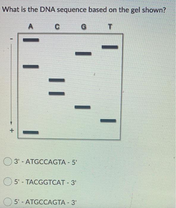 Solved What is the DNA sequence based on the gel shown? 3′ - | Chegg.com