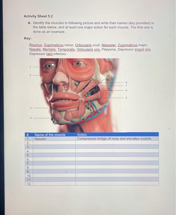 Solved Activity Sheet 5.2 A. Identify the muscles in Chegg