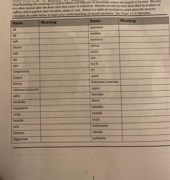 Solved 04105.ca Understanding the meaning of muscle names Chegg