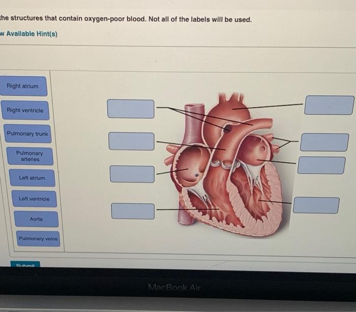 solved-label-the-structures-that-contain-oxygen-poor-blood-chegg