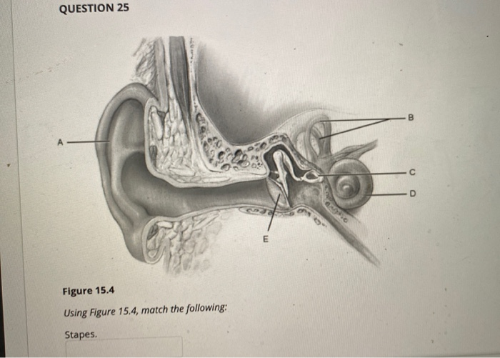 Solved QUESTION 26 B E Figure 15.4 Using Figure 15.4, match | Chegg.com